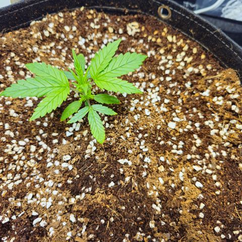 White Widow Autoflower - Indoor growlog photo: Still small, but much greener and growing at a better rate now. 