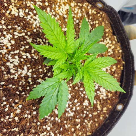White Widow Autoflower - Indoor growlog timeline photo