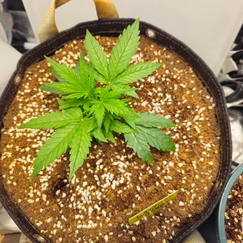 White Widow Autoflower - Indoor growlog timeline photo