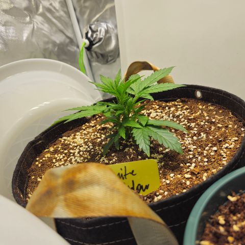 White Widow Autoflower - Indoor growlog timeline photo