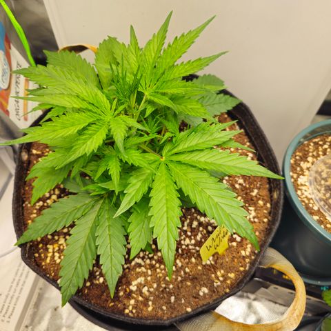 White Widow Autoflower - Indoor growlog timeline photo