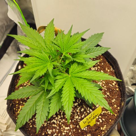 White Widow Autoflower - Indoor growlog timeline photo