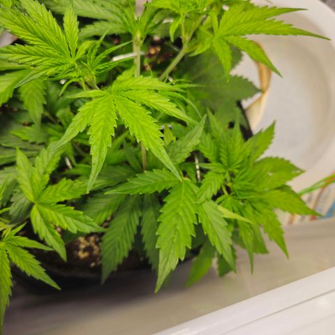 White Widow Autoflower - Indoor growlog timeline photo