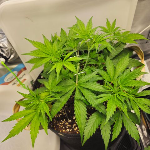 White Widow Autoflower - Indoor growlog timeline photo