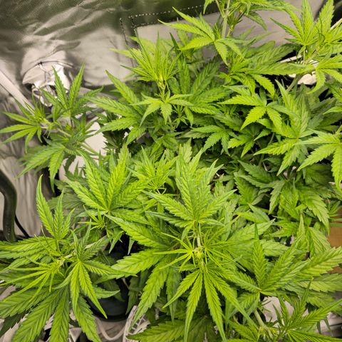 White Widow Autoflower - Indoor growlog timeline photo