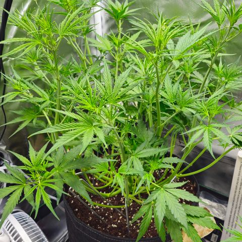 White Widow Autoflower - Indoor growlog timeline photo