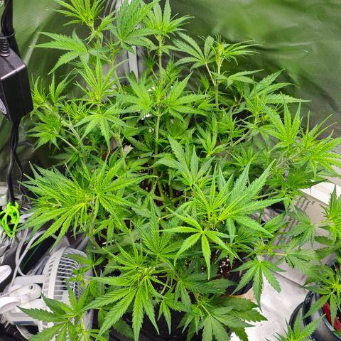 White Widow Autoflower - Indoor growlog timeline photo