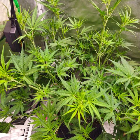White Widow Autoflower - Indoor growlog timeline photo