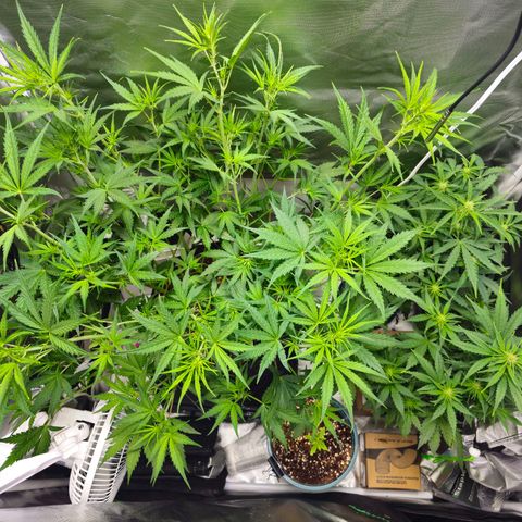 White Widow Autoflower - Indoor growlog timeline photo