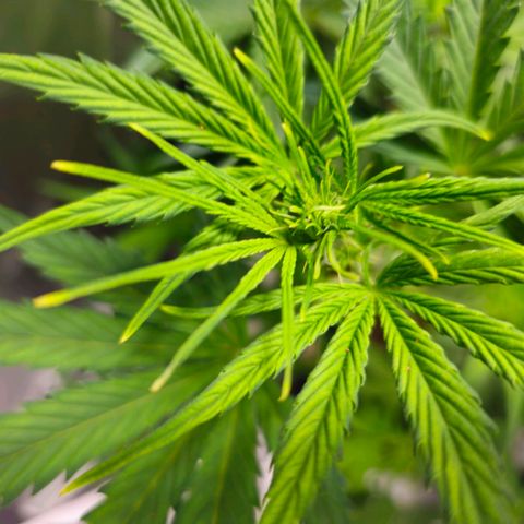 White Widow Autoflower - Indoor growlog timeline photo