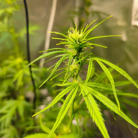 White Widow Autoflower - Indoor growlog timeline photo