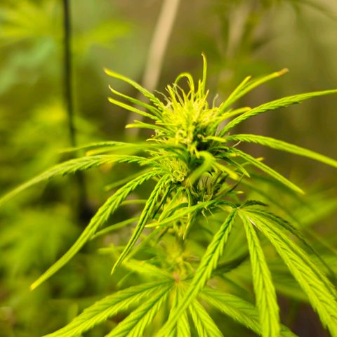 White Widow Autoflower - Indoor growlog timeline photo