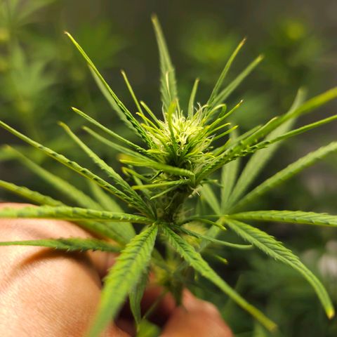 White Widow Autoflower - Indoor growlog timeline photo