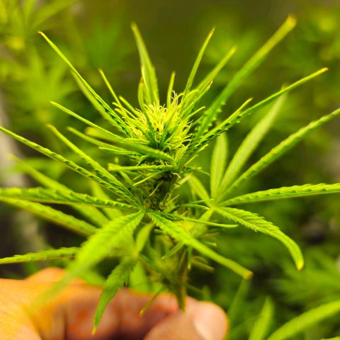 White Widow Autoflower - Indoor growlog timeline photo