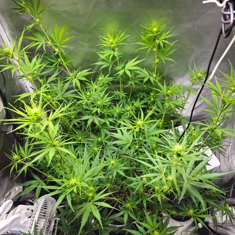 White Widow Autoflower - Indoor growlog timeline photo
