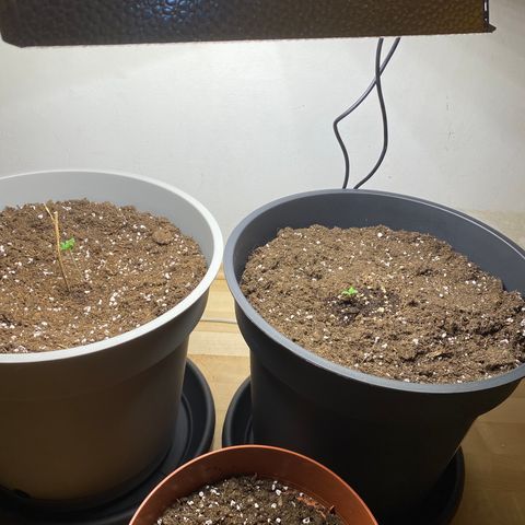 RQS Quick One #1 growlog photo: Umtopfung (11l—->20l, links)
Rechts von Anfang an in 20l Topf
