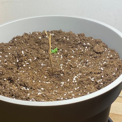 RQS Quick One #1 growlog photo: Umtopfung (11l—->20l, links)
Rechts von Anfang an in 20l Topf
