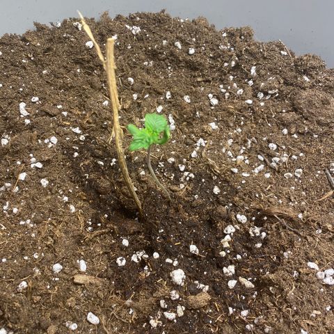 RQS Quick One #1 growlog photo: Gegossen, volle Beleuchtung