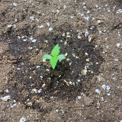 RQS Quick One #1 growlog photo: Gegossen, volle Beleuchtung