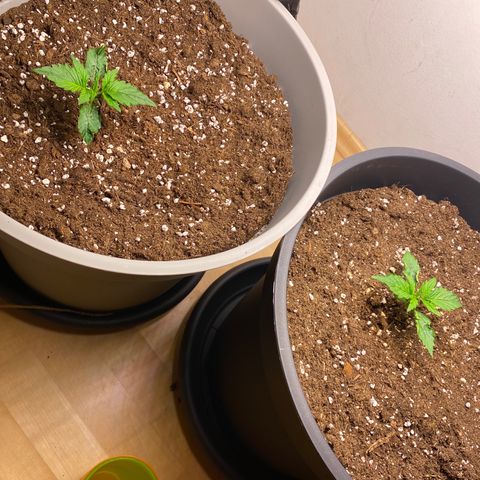 RQS Quick One #1 growlog photo: Heute erstes Mal gedüngt
Extra wenig genommen, da ich befürchte, dass es zu früh hätte sein können
Sehr stark gewachsen in den letzten tagen