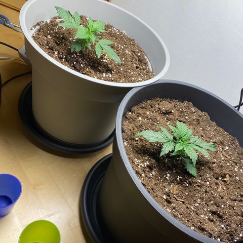 RQS Quick One #1 growlog photo: Heute 1,5l gegossen, es gefällt ihnen sehr
Riesiger unterschied zu letztem bild