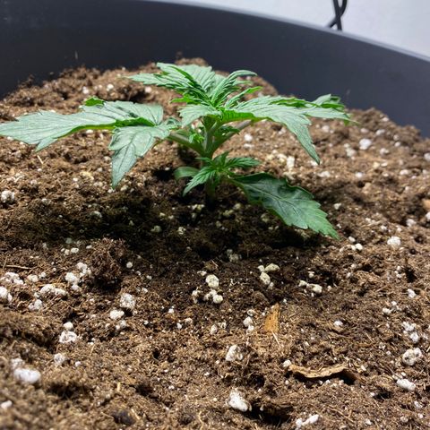 RQS Quick One #1 growlog photo: Heute 1,5l gegossen, es gefällt ihnen sehr
Riesiger unterschied zu letztem bild