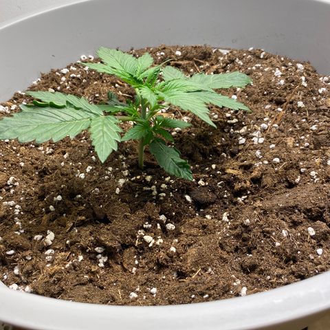 RQS Quick One #1 growlog photo: Heute 1,5l gegossen, es gefällt ihnen sehr
Riesiger unterschied zu letztem bild