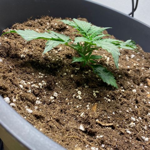 RQS Quick One #1 growlog timeline photo