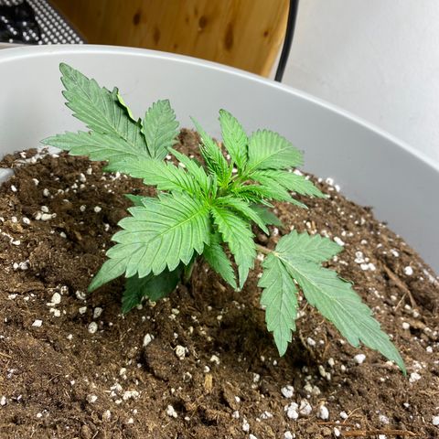RQS Quick One #1 growlog timeline photo