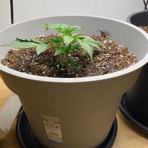 RQS Quick One #1 growlog photo: Heute wieder gegossen (~2l) mal sehen, ob sie wieder so gut reagieren wie bei den 1,5l vorgestern
Der Stamm der linken ist extrem stark, generell ist links um einiges schneller als rechts, was ich anfangs nicht erwartet hätte, da sie sogar hilfe beim aufrecht wachsen brauchte
