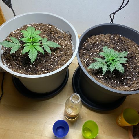 RQS Quick One #1 growlog photo: Heute wieder gegossen (~2l) mal sehen, ob sie wieder so gut reagieren wie bei den 1,5l vorgestern
Der Stamm der linken ist extrem stark, generell ist links um einiges schneller als rechts, was ich anfangs nicht erwartet hätte, da sie sogar hilfe beim aufrecht wachsen brauchte
