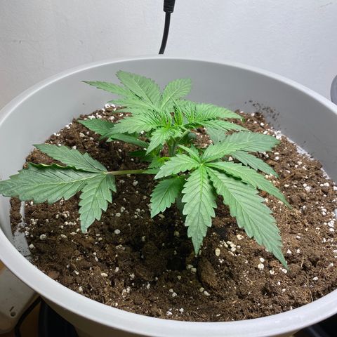 RQS Quick One #1 growlog timeline photo