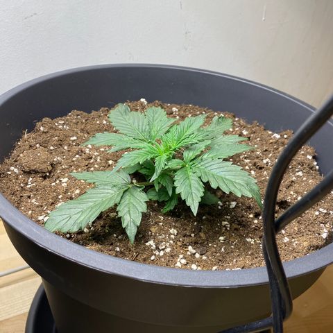 RQS Quick One #1 growlog timeline photo