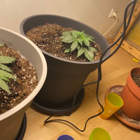 RQS Quick One #1 growlog timeline photo