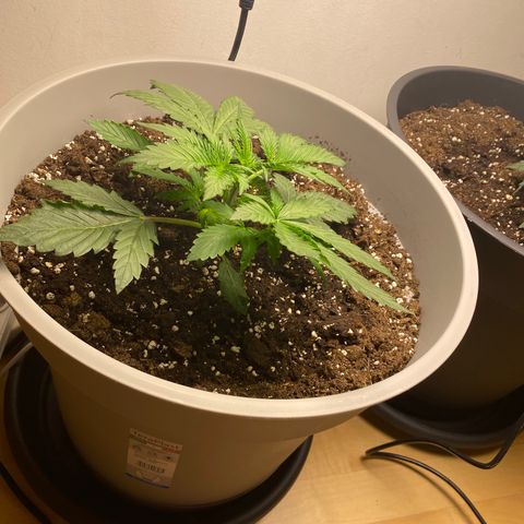 RQS Quick One #1 growlog timeline photo