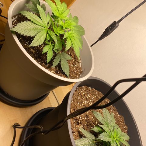 RQS Quick One #1 growlog photo: Lichtzyklus spinnt total, aktuell 24/7 beleuchtung