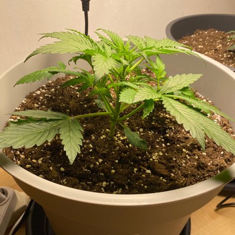 RQS Quick One #1 growlog photo: Lichtzyklus spinnt total, aktuell 24/7 beleuchtung