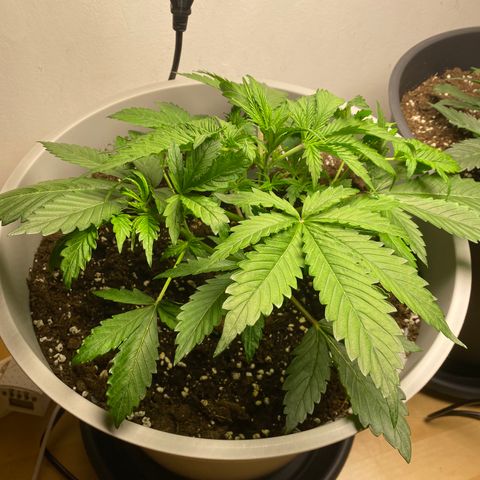 RQS Quick One #1 growlog photo: W t f soo big