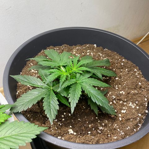 RQS Quick One #1 growlog photo: W t f soo big