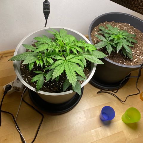 RQS Quick One #1 growlog photo: W t f soo big