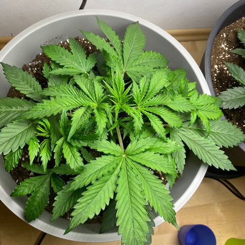 RQS Quick One #1 growlog photo: W t f soo big