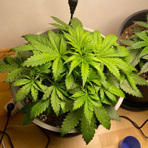 RQS Quick One #1 growlog photo: Links großartig verzweigt!!! Es ist denke ich bereits jeden tag möglich, dass sie in die Flowering Phase übergeht..:)
Rechts ist wie gewohnt langsamer, was jedoch kein problem ist, weil ich sie einfach eine oder zwei Wochen länger wachsen lassen werde 