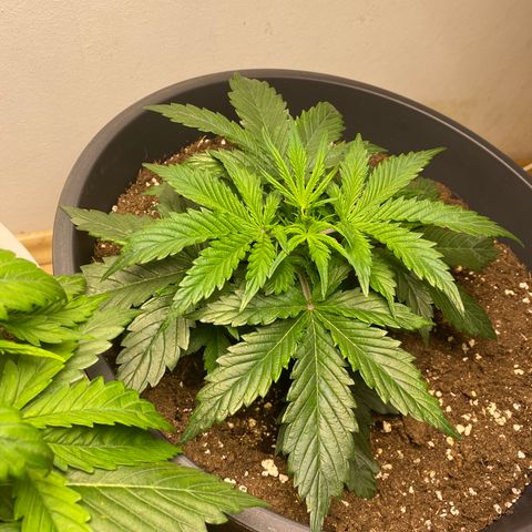 RQS Quick One #1 growlog photo: Links großartig verzweigt!!! Es ist denke ich bereits jeden tag möglich, dass sie in die Flowering Phase übergeht..:)
Rechts ist wie gewohnt langsamer, was jedoch kein problem ist, weil ich sie einfach eine oder zwei Wochen länger wachsen lassen werde 