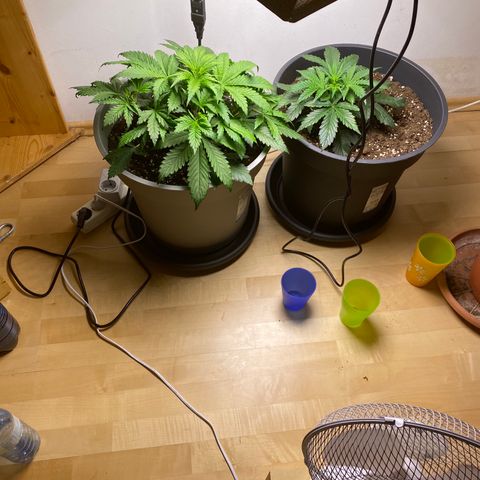 RQS Quick One #1 growlog photo: Links großartig verzweigt!!! Es ist denke ich bereits jeden tag möglich, dass sie in die Flowering Phase übergeht..:)
Rechts ist wie gewohnt langsamer, was jedoch kein problem ist, weil ich sie einfach eine oder zwei Wochen länger wachsen lassen werde 