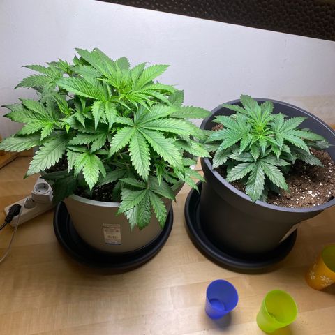 RQS Quick One #1 growlog timeline photo