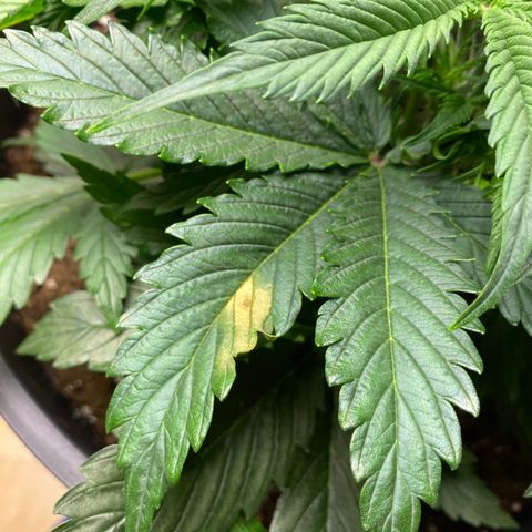 RQS Quick One #1 growlog timeline photo