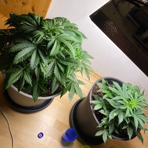 RQS Quick One #1 growlog timeline photo