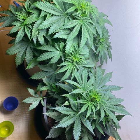 RQS Quick One #1 growlog timeline photo