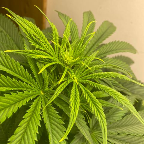 RQS Quick One #1 growlog timeline photo