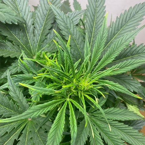 RQS Quick One #1 growlog timeline photo